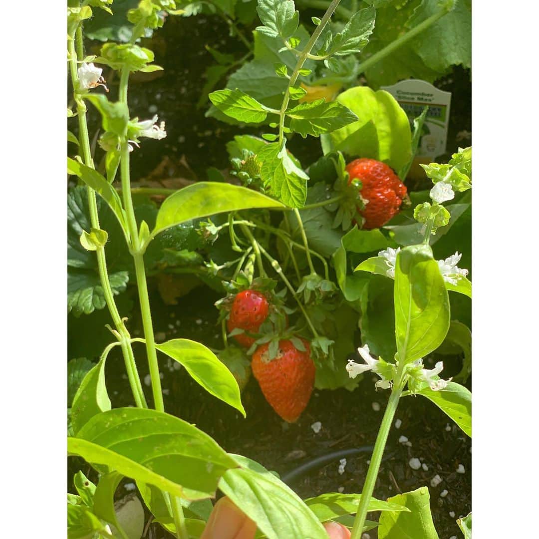 エリン フェザーストンのインスタグラム：「Our first real strawberry harvest is just about the most exciting thing that’s happened this quarantine. @kateschelter I think we need some watercolor planter sticks to make this scene complete 😘」