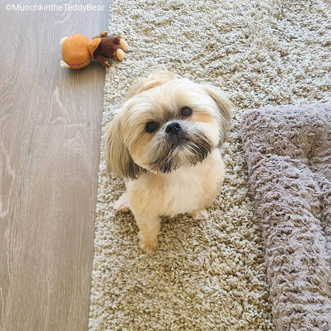 Original Teddy Bear Dogさんのインスタグラム写真 - (Original Teddy Bear DogInstagram)「Mom groomed me for the second time and did much better than the first! 💇 (I drank water and got wet beard before she took pictures) Then we made a mini munchkin with my fur 🐶😁」5月21日 6時09分 - munchkintheteddybear