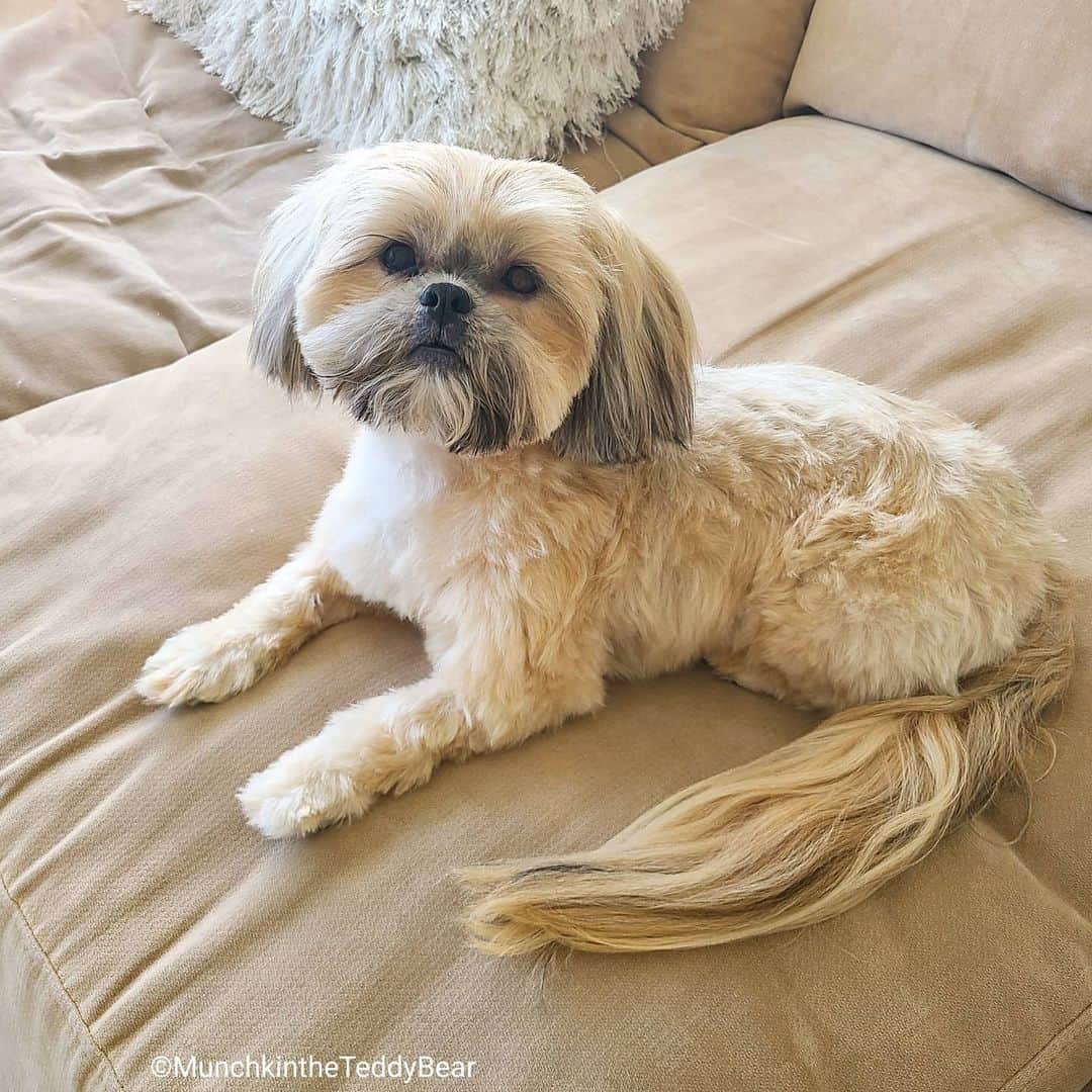 Original Teddy Bear Dogさんのインスタグラム写真 - (Original Teddy Bear DogInstagram)「Mom groomed me for the second time and did much better than the first! 💇 (I drank water and got wet beard before she took pictures) Then we made a mini munchkin with my fur 🐶😁」5月21日 6時09分 - munchkintheteddybear