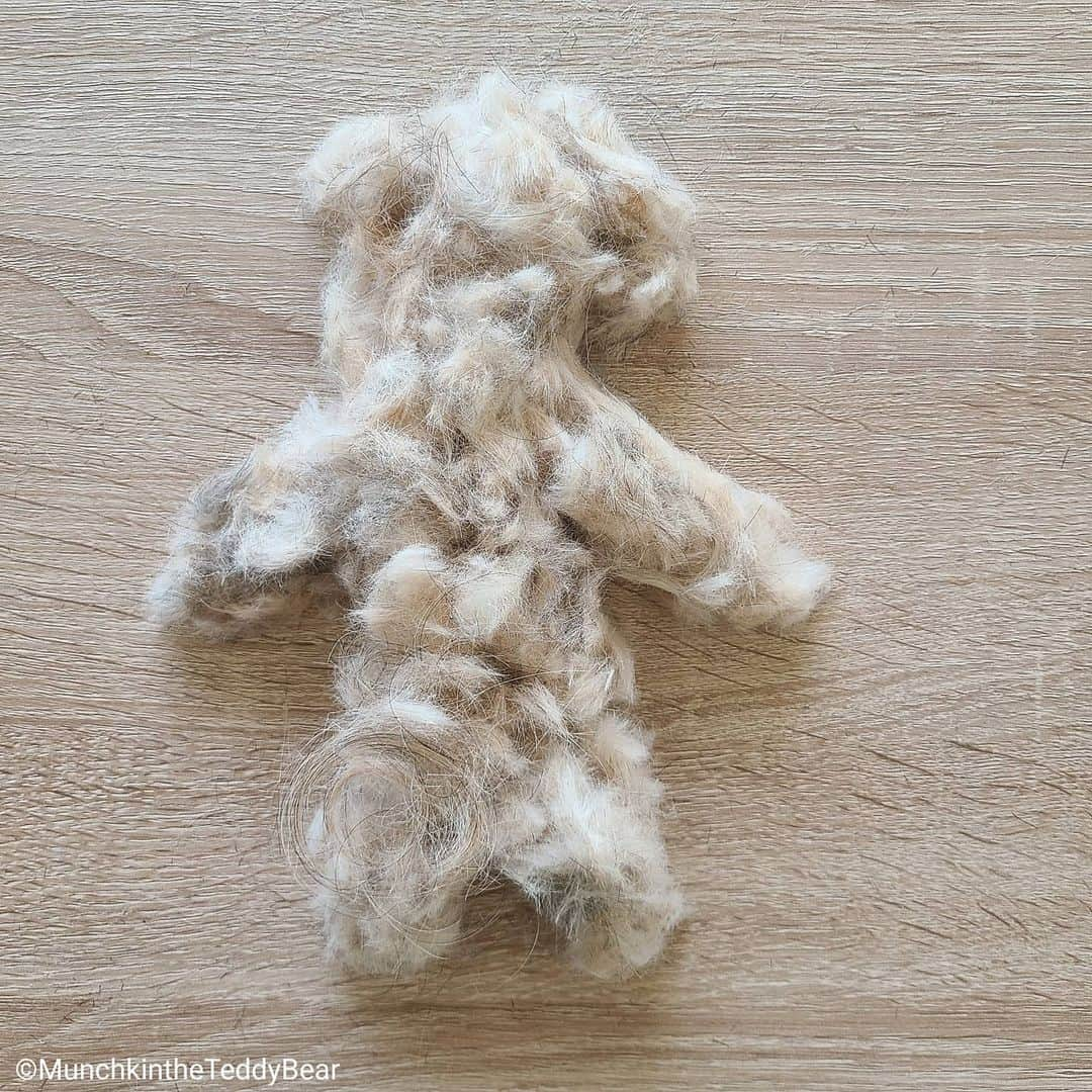 Original Teddy Bear Dogさんのインスタグラム写真 - (Original Teddy Bear DogInstagram)「Mom groomed me for the second time and did much better than the first! 💇 (I drank water and got wet beard before she took pictures) Then we made a mini munchkin with my fur 🐶😁」5月21日 6時09分 - munchkintheteddybear