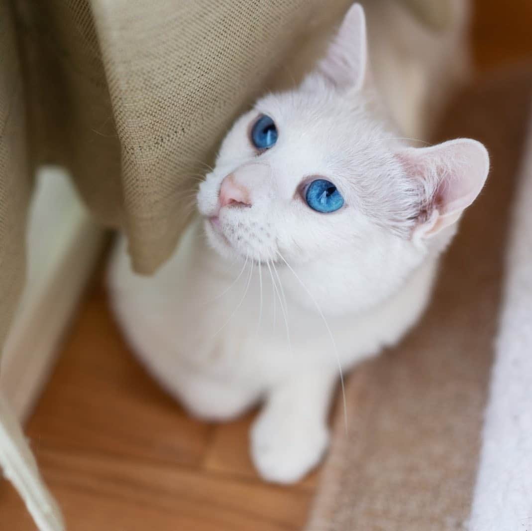 プンクマさんのインスタグラム写真 - (プンクマInstagram)「虫を見つけたお嬢様。 この後、カーテン登りが始まった。^_^; そろそろカーテンも買い替えかなぁ。 ツルツルのはダメね！目が少し粗いのがイイわ。by青彩 #青彩 #ブルーアイズ #猫 #ねこ #blueeyes #cat #catstagram #catsofinstagram #neko」5月21日 7時04分 - pnkm913