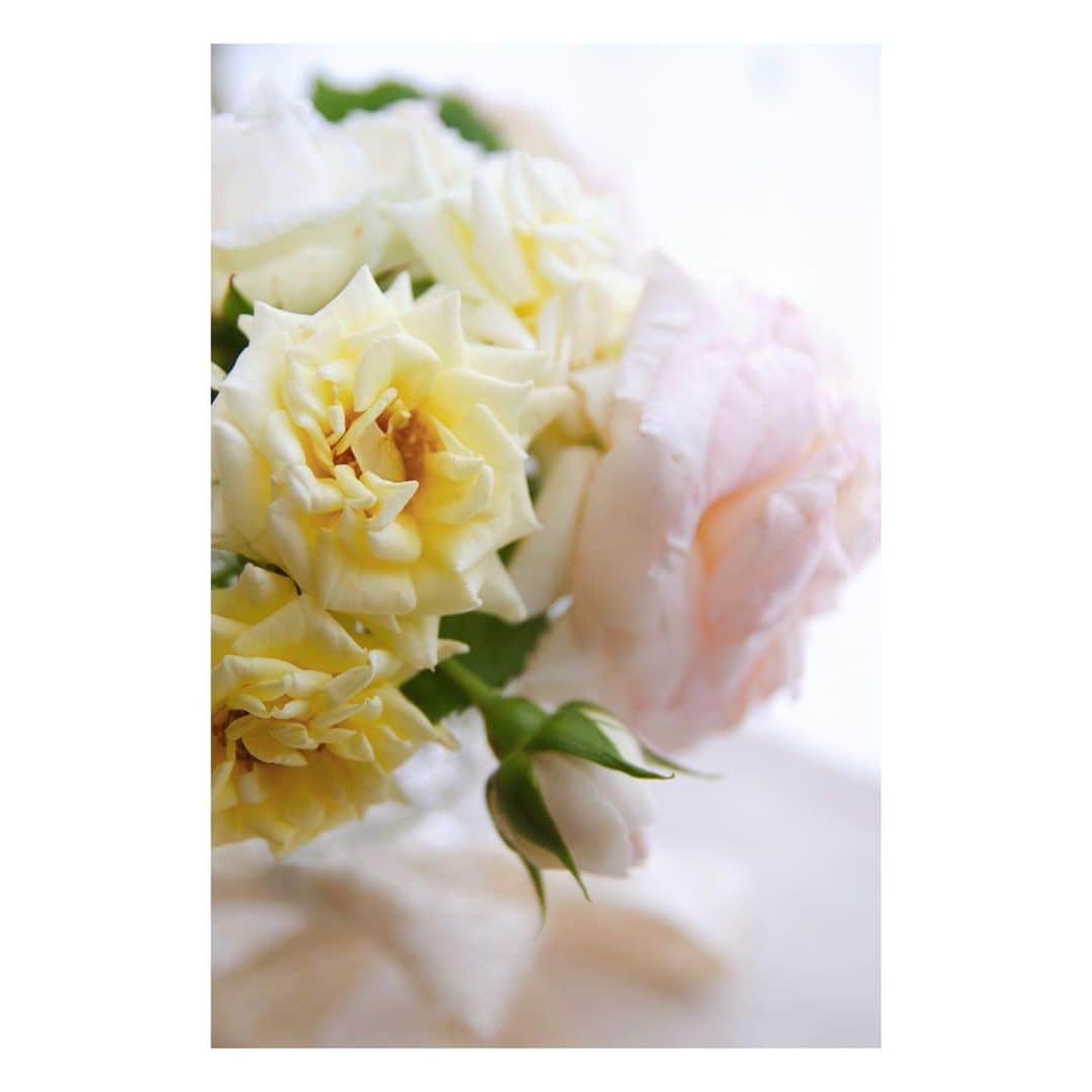 大原由美子さんのインスタグラム写真 - (大原由美子Instagram)「・ 皆さま、おはようございま〜す♬ 本日はお花のpicですっ♬ リアルお友達でインスタもしているお友達から… お家で咲いたお花をいただきました〜♬ 3枚postしちゃいます❤︎ 美しすぎるバラにうっとり。。。🌹 お家でたくさんの綺麗なバラが咲くなんて… なんともうらやましい！！ 幸せのおすそわけ… 嬉しすぎます🥰 めちゃくちゃ癒されていますっ！！ ホントにありがとう〜♬ 自粛が終わって落ち着いたらお茶でもしましょ〜♬ ・ #花#💐#春#CanonEOSKissX9i#一眼レフ#写真を撮るのが好きな人と繋がりたい#Spring#春を感じる#春爛漫 #beautifulflower#flower#お花好きな人と繋がりたい #薔薇#🌹#フォトジェニック#花マップ#生花#followme#ファインダー越しの私の世界#カメラ女子#可愛い#花のある暮らし#フォローミー#rose#春#私の花の世界#花の写真館#カメラ好きな人と繋がりたい #モッコウバラ#photogenic」5月21日 7時17分 - oharayumiko0228