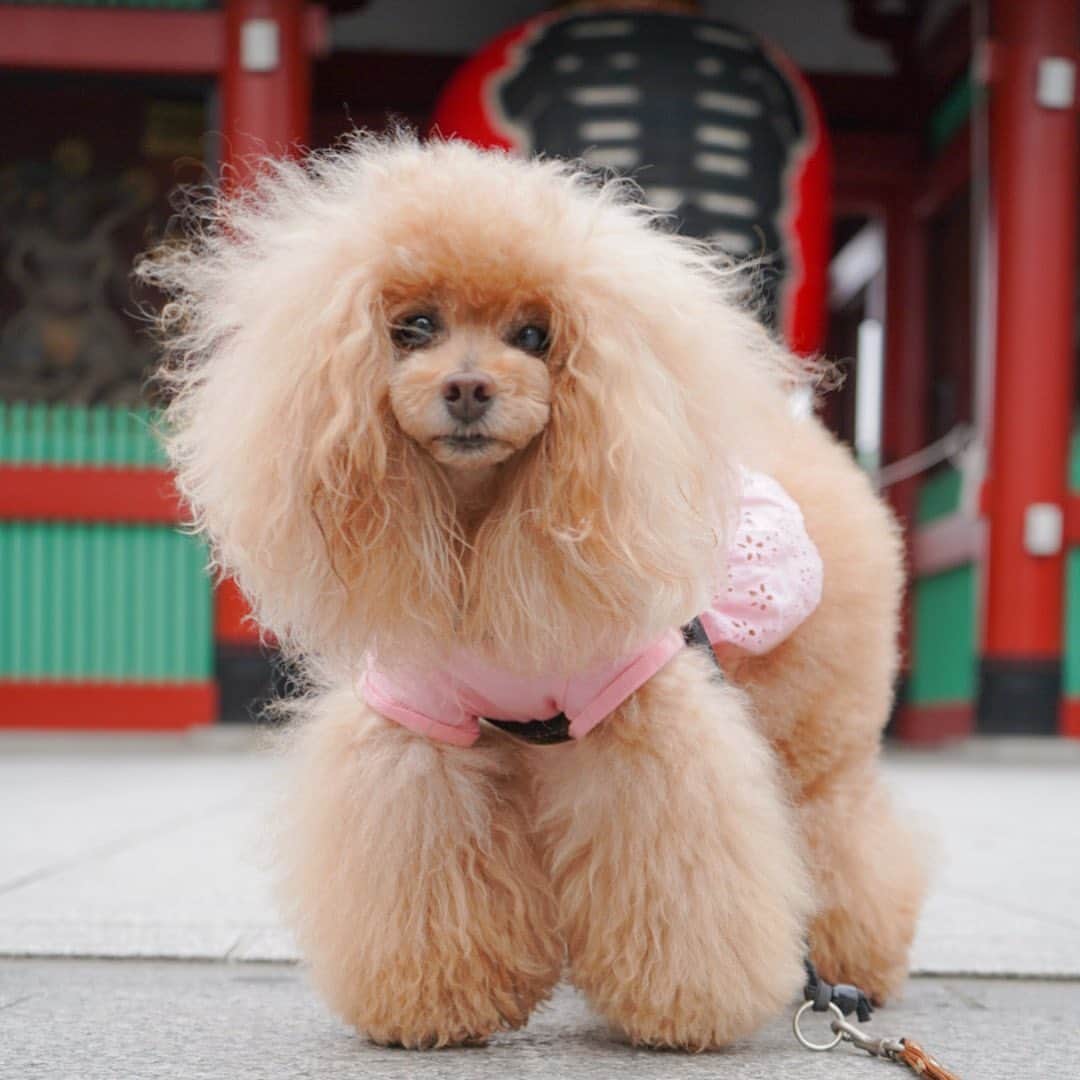 Toypoodle Mikuru?Asakusa Tokyoのインスタグラム：「20200521 Thursday. Good morning! Friends 💖 肌寒い朝😵 なのにガッツリ夏服着せちゃった😅 . 雨続きで中々お散歩に行けない みくるん😣 今朝は久々あさんぽが嬉しいみたいで 早足で浅草寺に向かってました😄 . #雷門 #おうちdewan #asknowasdewanマロニエゲート銀座」