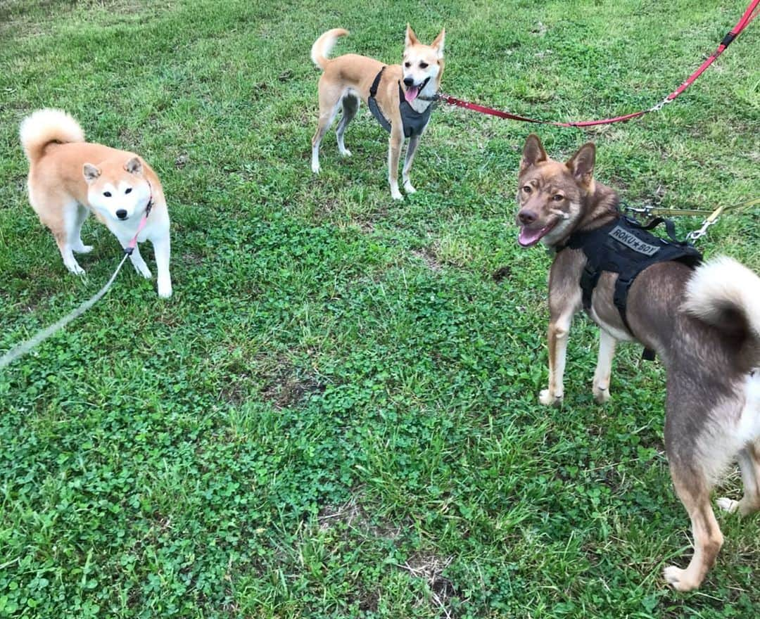 柴犬のモモさんのインスタグラム写真 - (柴犬のモモInstagram)「おはようございます。今朝はお友達ワンコに会えました。みんな元気いっぱいで可愛いです #いぬ #イヌ #犬 #柴犬 #赤柴 #日本犬 #犬バカ部 #ふわもこ部 #いぬら部 #癒しわんこ #柴犬マニア #犬のいる暮らし #口角キュキュッと部 #shiba #shibainu #shibadog #dogstagram #dogsofinstagram #shibastagram #shibasofinstagram #shibamania #inu #instadog #toyota_dog」5月21日 7時52分 - shi_ba_i_nu_momo