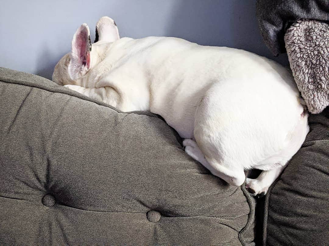 Manny The Frenchieのインスタグラム：「Rump day.」