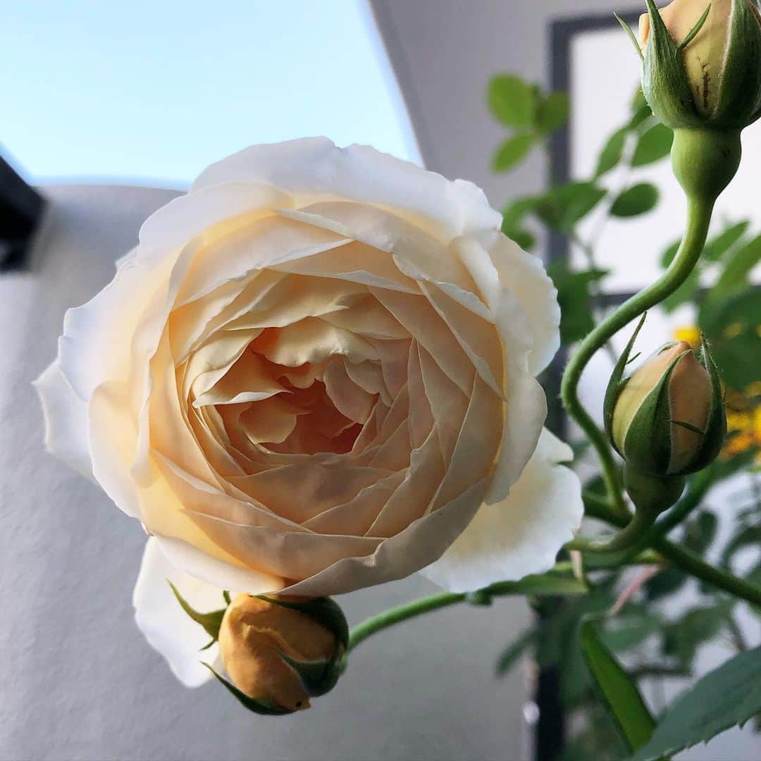 chai0219さんのインスタグラム写真 - (chai0219Instagram)「おはようございます😃 今朝はちょっとひんやり。 今日も可愛いくジュードちゃんが咲いています。 そして2枚目 ブリーズちゃんがやっと開いてきました❤︎ #mの植物記録 #flora #flower #flowers #rose #ローズ #バラ #デビッドオースチン #ベランダ #ベランダガーデン #ジュードジオブスキュア #植物 #薔薇 #花 #イングリッシュローズ #plants #ブリーズ」5月21日 8時08分 - chai0219