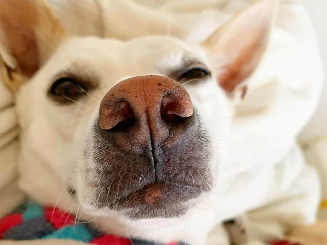 柴犬ハル 保護犬すずさんのインスタグラム写真 柴犬ハル 保護犬すずinstagram 福岡名物 明太子いかがですか 鼻が明太子 梅干しもいいけど つぶつぶ明太子もいいでしょ 岩のりもサービスしちゃうね 白ごはんにたっぷりのせてね 柴犬