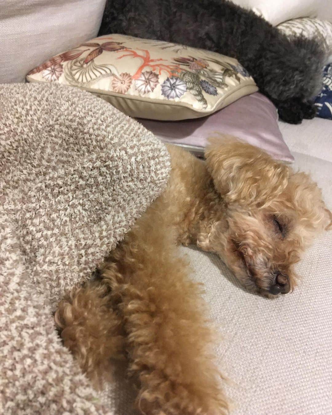 LINAさんのインスタグラム写真 - (LINAInstagram)「さっき起きたばっかりなのに お散歩から帰ってきたら 自分で ブランケットかぶって 寝てる！！！笑 今日の東京は寒かったからねー。 #MAXLINA #ラテ #二度寝の幸せ #犬のいる生活 #love」5月21日 8時51分 - xxlina_now