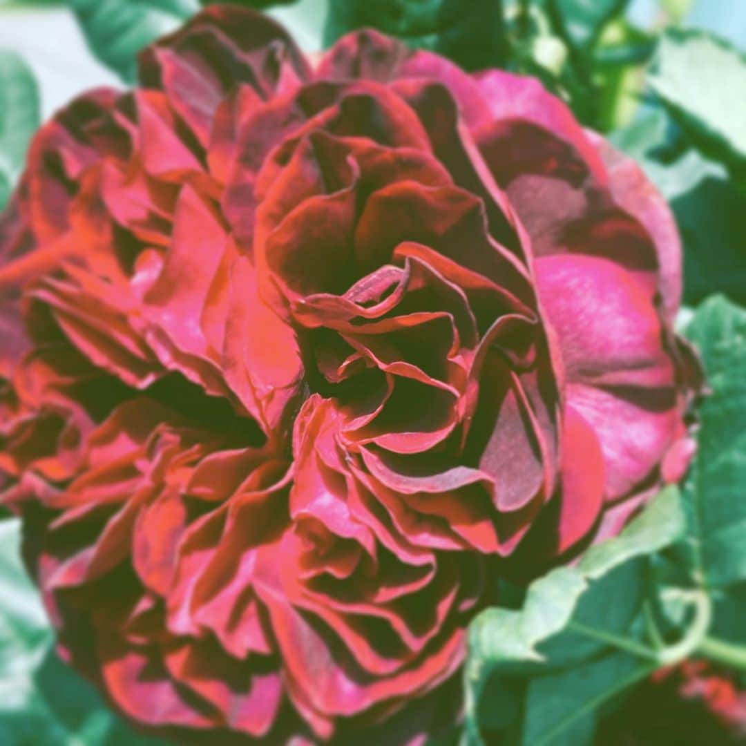 中野敬久さんのインスタグラム写真 - (中野敬久Instagram)「#flower #flowersoflife #velvet #red #hope」5月21日 8時55分 - hirohisanakano