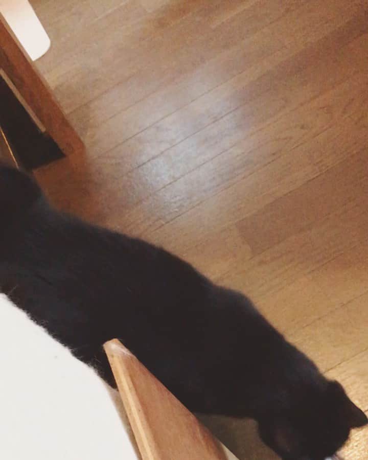 もじゃころのインスタグラム：「にんにんどうしたの？ 「ニンッ！ニンッ！」 にんにんどうしたの？ 「ニンッ！ニンッ！」 #今日もあそんでほしいアピールすごい #鼻にんにく黒コロ」