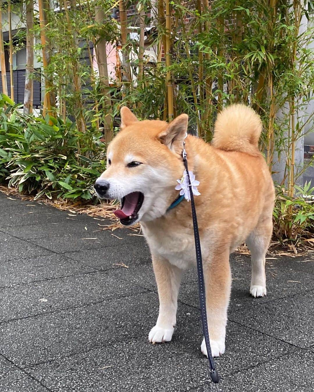 まる（まるたろう）さんのインスタグラム写真 - (まる（まるたろう）Instagram)「Good morning!✨🐶✨今日もなんだか寒いよね〜 #風邪ひかないでよね #今引いちゃうとやばいからね #そうだ #お肉食べて栄養つけたほうがいいな🤔 #パパもつるっぱげだからお肉食べた方がいいよ #まるもお付き合いしたげるね☺️」5月21日 9時28分 - marutaro