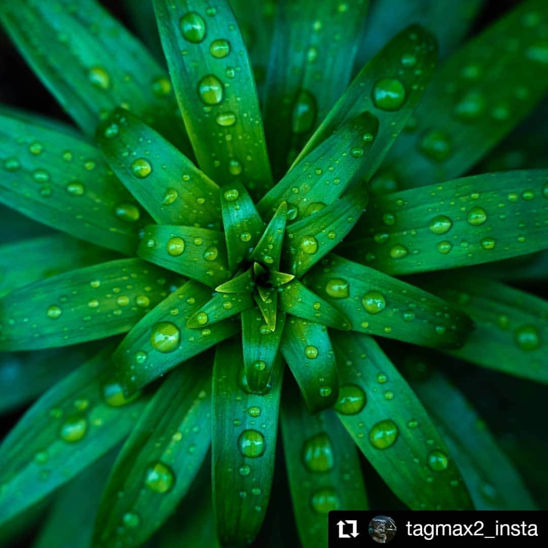 カメラのキタムラさんのインスタグラム写真 - (カメラのキタムラInstagram)「#Repost @tagmax2_insta 様 • • • • • • 家出て5秒の世界  #宮城 #仙台市 #nature #neturephoto #宮城カメラ部 #仙台カメラ倶楽部 #写真好きな人と繋がりたい #写真撮ってる人と繋がりたい #キタムラ写真投稿 #japan #igersjp #team_jp #雨」5月21日 9時33分 - camera_kitamura