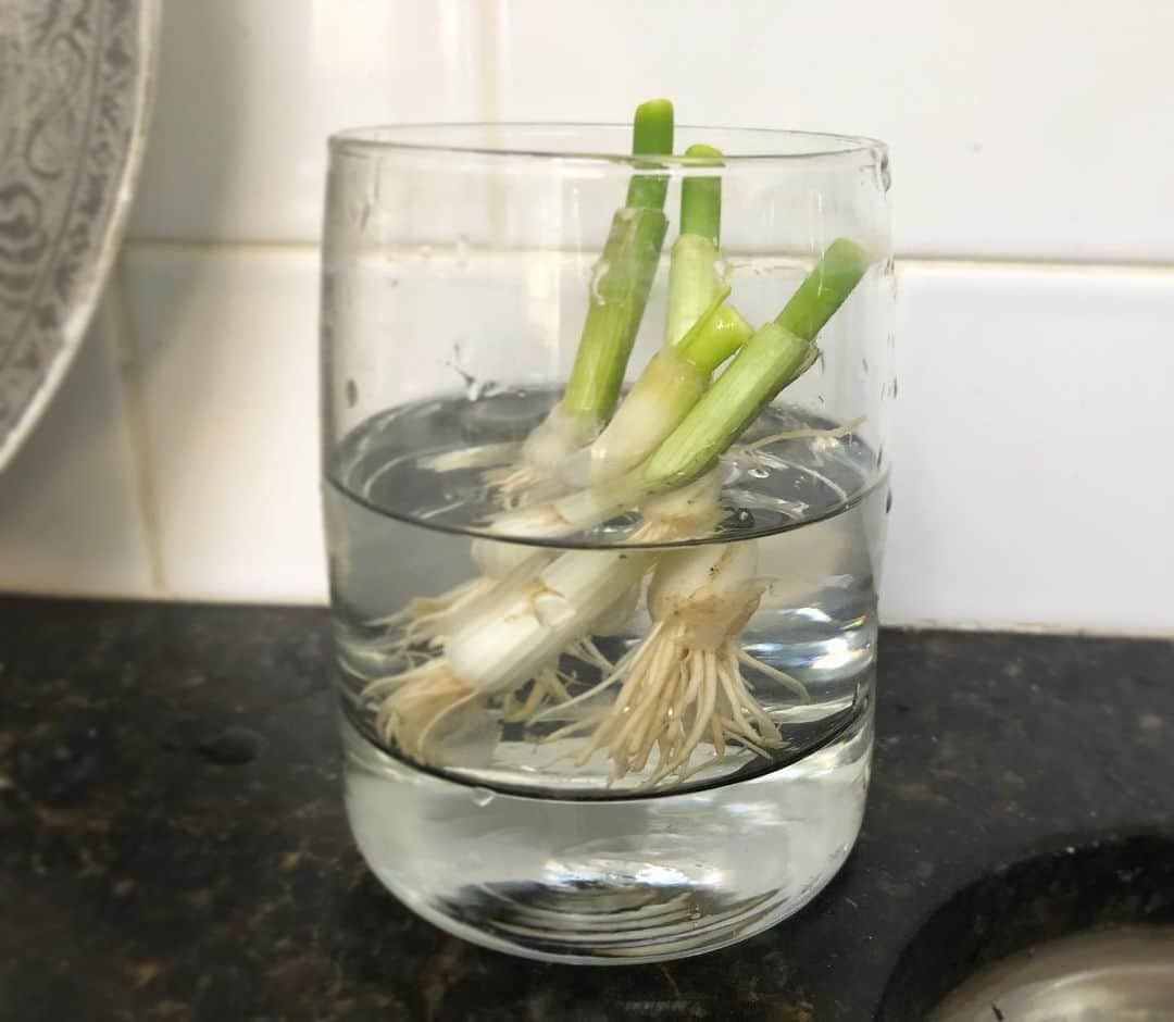 ジェシカ・ストループのインスタグラム：「Just learned you can regrow green onion and 🤯🤯🤯」