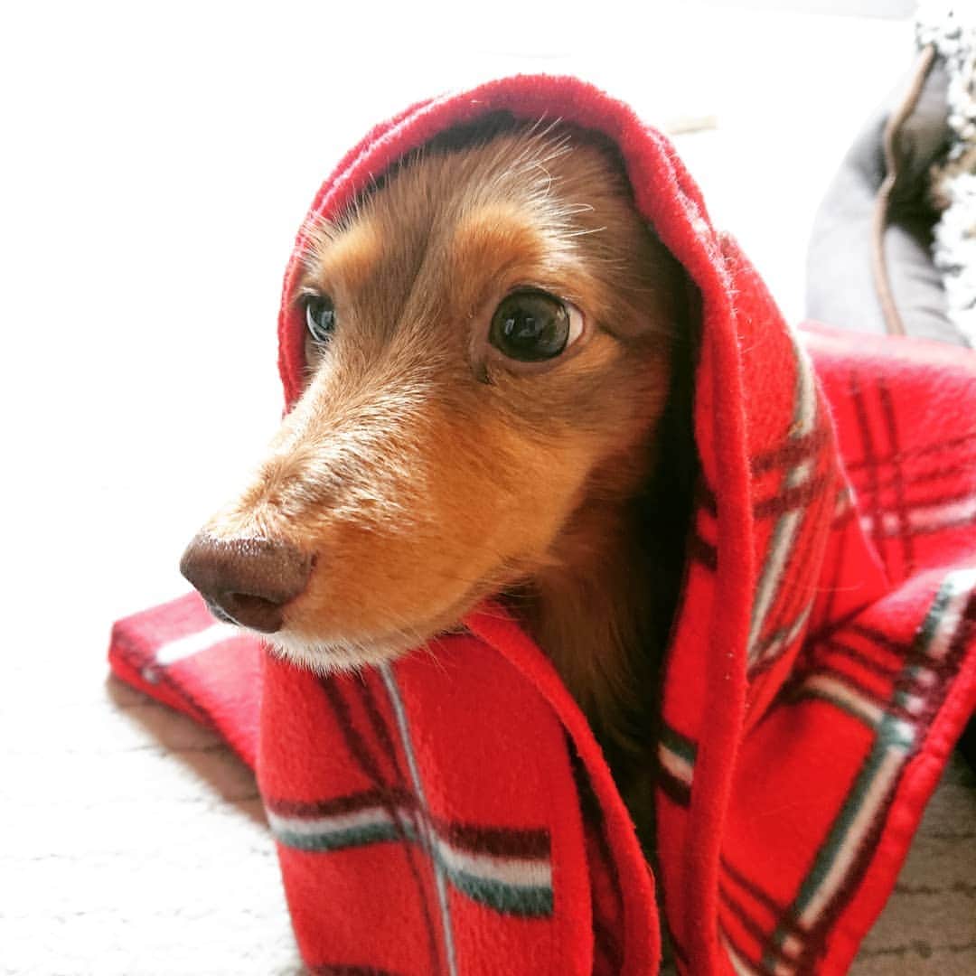 くるみんのインスタグラム：「* お天気がスッキリしない毎日 そして寒い せっかく洗ってしまっておいたブランケットをまた出したよ。  赤ずきんのあずきちゃん  #カニンヘンダックスフント #カニンヘン #カニンヘンダックス #カニンヘンの会 #カニンヘンダックスフンド #チョコタンダックスフント #チョコタンダックスフンド #チョコタンダックス #チョコタン #ダックス多頭飼い #ダックスフント #ダックスフンドカニンヘン #ダックス部 #ダックス大好き #ダックスフンド #ダックス #いぬばか部 #いぬすたぐらむ #短足部 #わんこなしでは生きていけません会 #all_dog_japan #east_dog_japan #dachshundgram #dachshund #dogstagram #instagramdog #instadachs #inustagram #todayswanko #7pets_1day」
