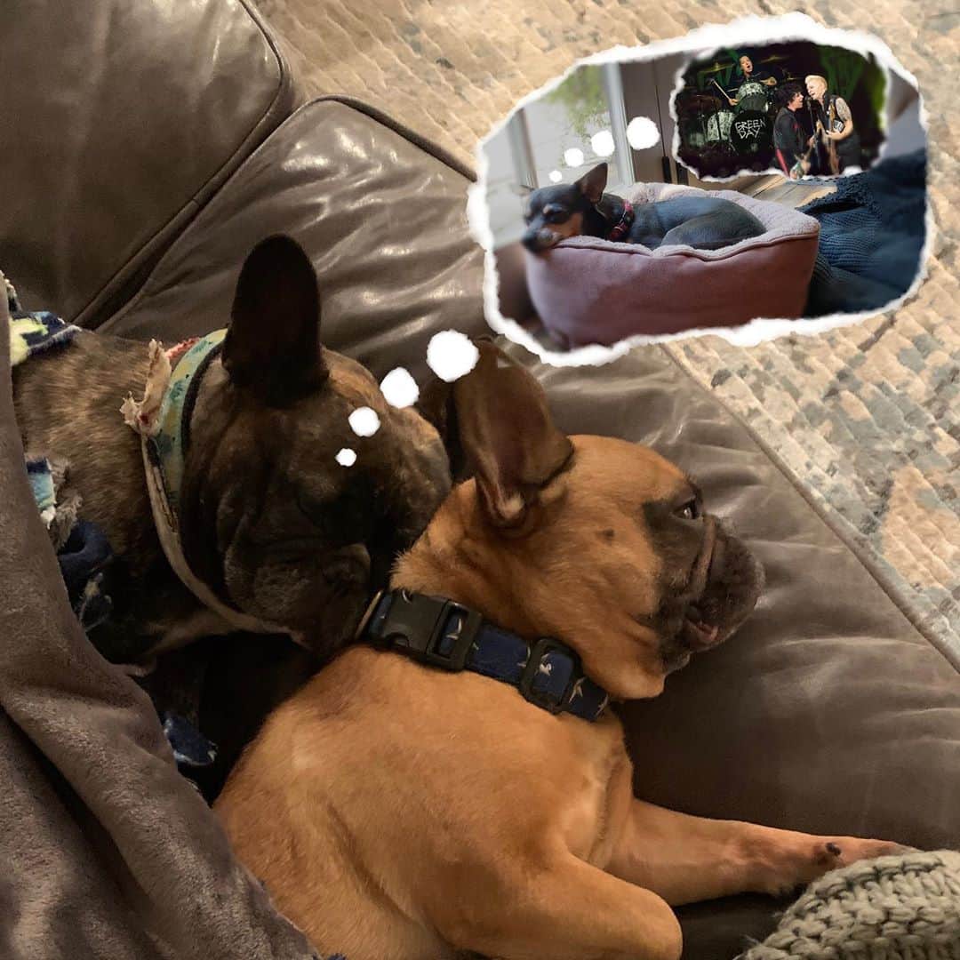 トレ・クールさんのインスタグラム写真 - (トレ・クールInstagram)「Uni and Brody have been dreaming about Lenny dreaming about being back on the road so the three of us (@greenday) decided to provide the soundtrack. Alas, a brand new @blondieofficial cover song will be out this Friday.  #dreaming #recordedinquarantine」5月21日 10時08分 - trecool