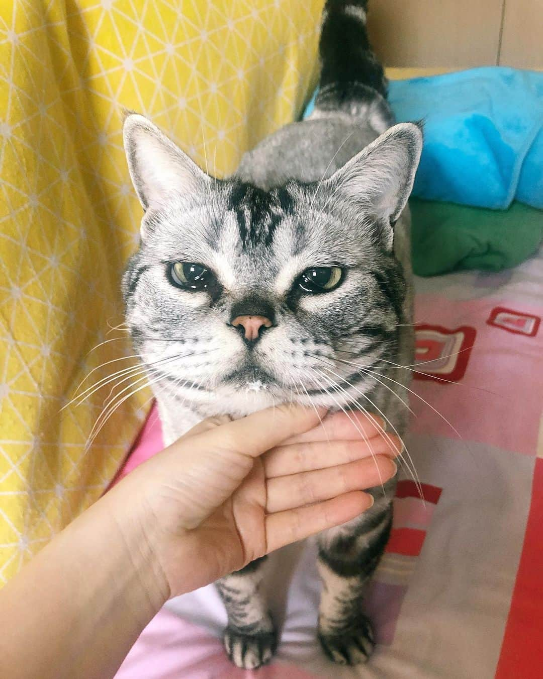 ルフさんのインスタグラム写真 - (ルフInstagram)「#barher doesn't drink the milk in his own bowl, but he stolen the milk from my cup. It was all poured out of same carton of milk. What's the difference?😅 - - #cat #cute #angel #adorable #lovely #funny」5月21日 11時04分 - lanlan731