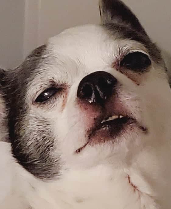 ひかりんさんのインスタグラム写真 - (ひかりんInstagram)「My poor chihuahua is suffering from a tooth ache and swollen cheeks since last night 😭 Took him to the vet immediately and was able to book him a dental appointment . He's on pain medication and antibiotics right now so it's a lot better , but here's a picture that broke my heart but also made me laugh because of his dramatic expression Please pray for Dottie he's an old boy 🙏 he needs extra love 💖」5月21日 11時12分 - __hikarin