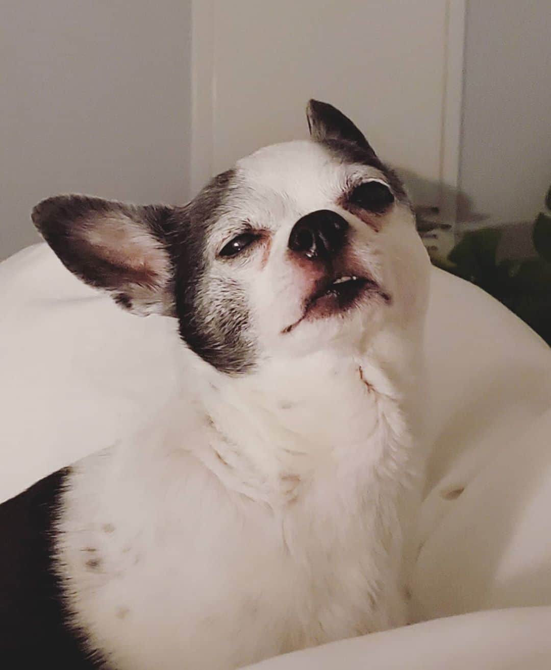 ひかりんのインスタグラム：「My poor chihuahua is suffering from a tooth ache and swollen cheeks since last night 😭 Took him to the vet immediately and was able to book him a dental appointment . He's on pain medication and antibiotics right now so it's a lot better , but here's a picture that broke my heart but also made me laugh because of his dramatic expression Please pray for Dottie he's an old boy 🙏 he needs extra love 💖」