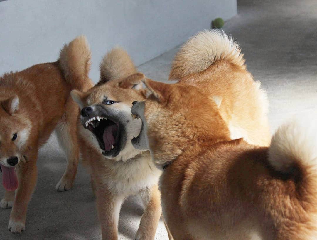 柴犬たま Shibainu Tamaのインスタグラム