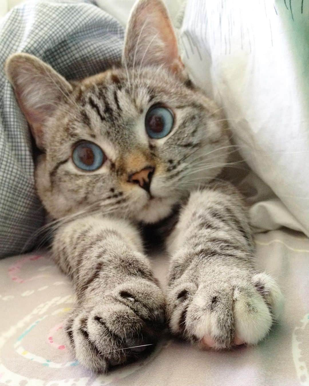 nala_catさんのインスタグラム写真 - (nala_catInstagram)「Paws Need Claws @white_coffee_cat @stella_and_steve @pawproject #pawproject」5月21日 23時06分 - nala_cat