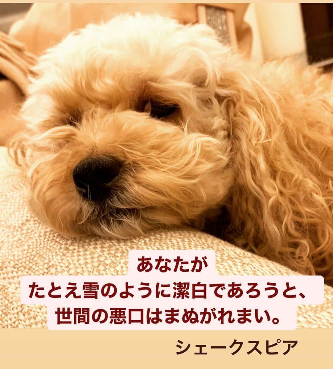 川井郁子のインスタグラム：「#シェークスピア　#だから気にしないで #ハートストリングス　#ニッポン放送 #川井郁子　#stayhome」
