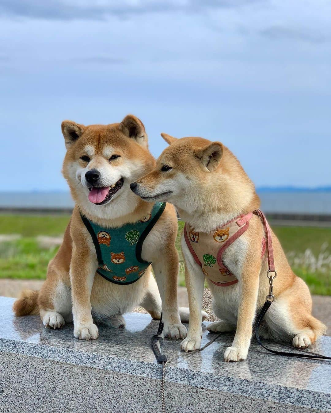 shibainu berryさんのインスタグラム写真 - (shibainu berryInstagram)「🐻❤️🦊 夕方の散歩〜今日は涼しくて気持ち良かった😊 口の匂い嗅ぎたいむくみ😅 #❤️迷子犬の掲示板スタッフ @maigo_dog  #❤️迷子犬の掲示板四国 @maigo_dog_shikoku #めざせ迷子犬ゼロ👌 #柴犬 #べりやん #べりむく #多頭飼い #berry #shiba #shibainu  #shibainumania #shibastagram #instashiba #ぷにっと部 #口角キュキュッと部  #チーム俺様 →部員絶賛募集中 #shiba_snap #proudshibas #west_dog_japan #サンデイ #instagramjapan #ふわもこ部 #pecoいぬ部 #pecotv #buzzfeedanimals #dogsofinstagram #dogsofinstaworld #dogs_of_instagram #9gag」5月21日 22時20分 - shibainu.berry