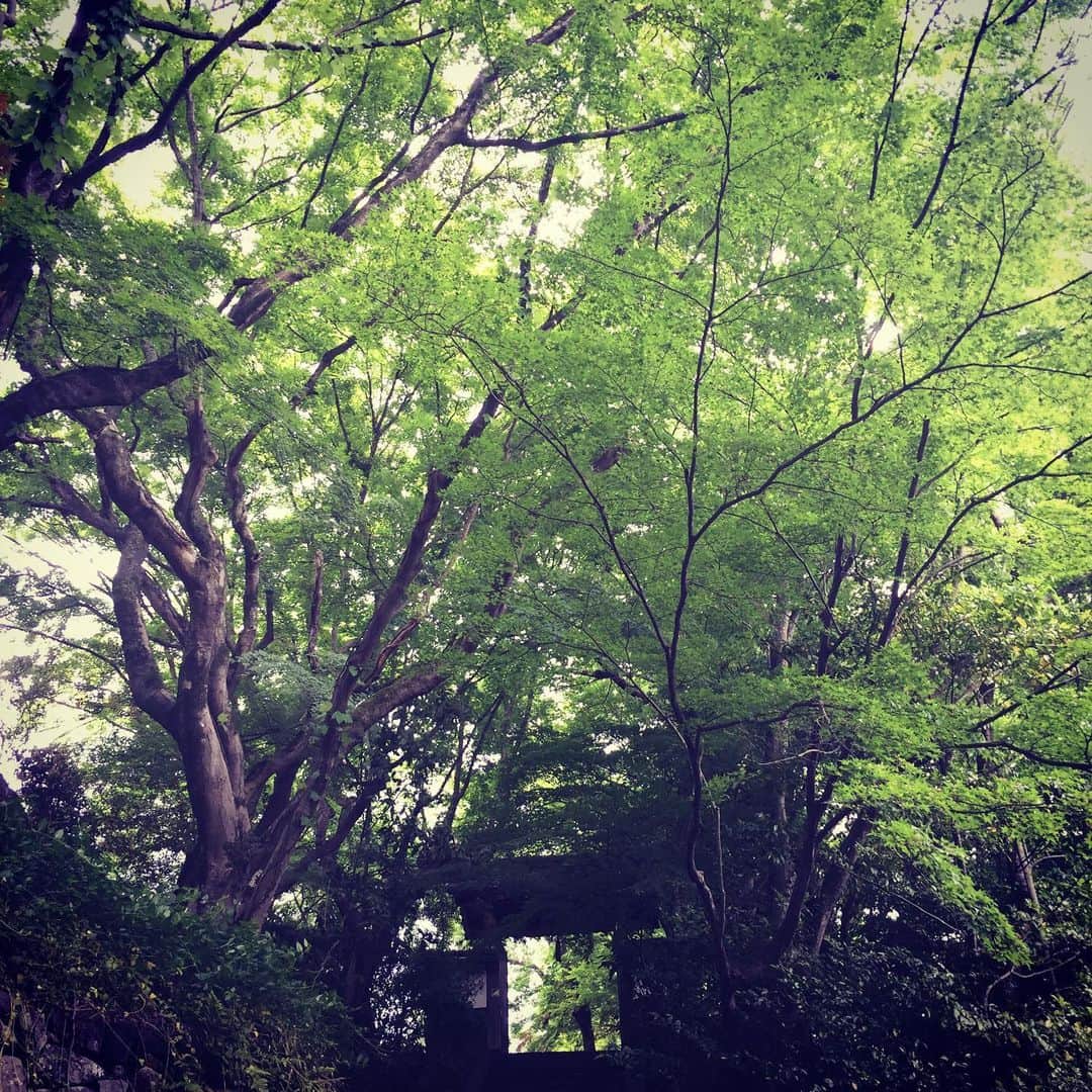 岸田繁さんのインスタグラム写真 - (岸田繁Instagram)「何処へ行けども緑と青がいい」5月21日 22時41分 - kishidashigeru