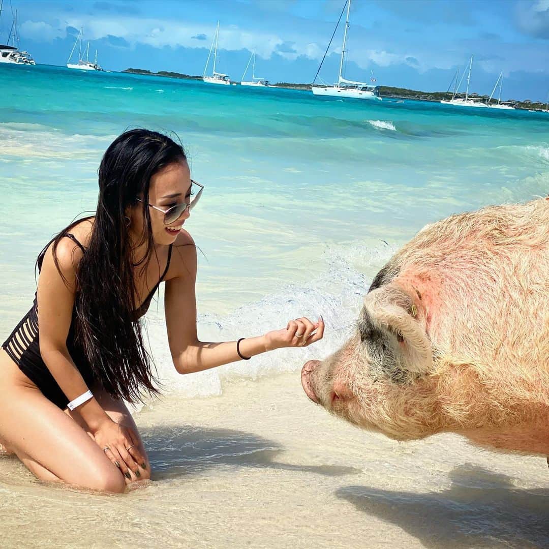 高野晴香のインスタグラム：「. . .  ここも絶対きたかった場所❤️ . 豚と一緒に海泳げるビーチ🏖🏖 . かれこれアトランティスを出てから 2時間ほどでやっとついたビーチ！ . 1日でシャークと戯れ、イグアナと戯れ、 豚と戯れ、最後に無人島にいくんだけど 結構過酷。w . . #豚#豚ビーチ#ピッグビーチ#エグズーマ#コンパスケイ #海#綺麗な景色#キューバ#バハマ#バハマ諸島#カリブ #カリブ海#カリブ海クルーズ#海外#海外旅行#旅#旅人#大人旅#セレブ#カリブ海周遊#海外好きな人と繋がりたい #タビショ#タビジョと繋りたい #マインド#自己成長#自分次第 #人生は素晴らしい#シャーク#ポジティブ」