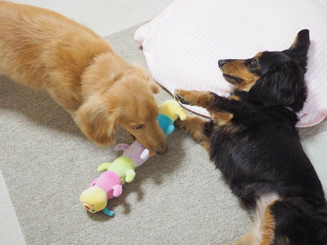 Sora Momoさんのインスタグラム写真 - (Sora MomoInstagram)「わんプロそらともも🐶🐾🐶 ☺︎ キャタピーを真剣白刃取り🐾 ☺︎ #キャタピーくわえて#迫りくるそら#パシッとおててで#真剣白刃取り#ほんとのところは#デレデレわんプロ#寝転んで#デレデレするもも#走り回って疲れたんですけど#仲良し#そらともも #ダックス#ミニチュアダックス#ダックス多頭飼い  #dachshund #miniaturedachshund」5月21日 22時54分 - teratera_sorapu_