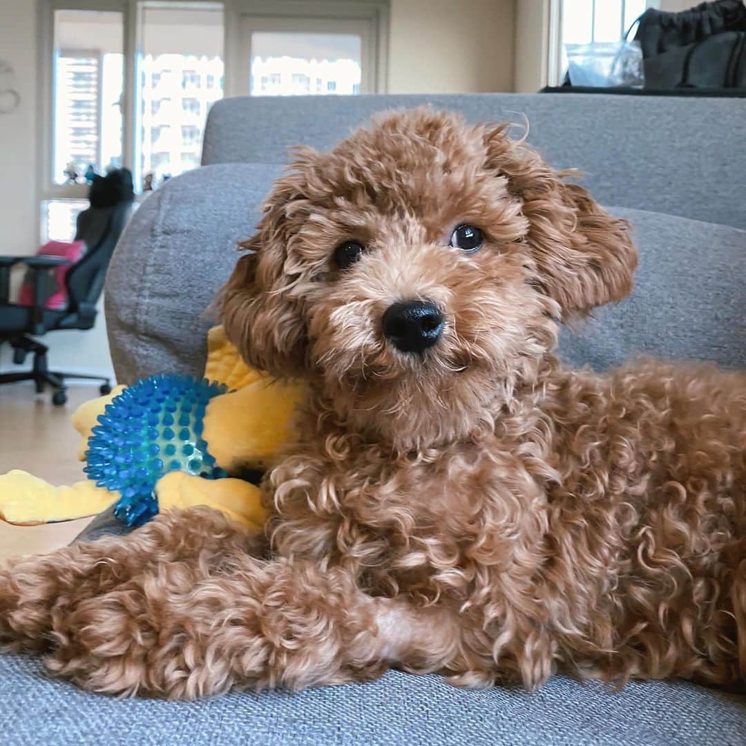 のインスタグラム：「Someone needs a proper haircut 🙈 so happy that Soba is feeling much better now. But now she is pickier than ever when it comes to her food 😅 now I feel my mom's pain when I used to be fussy about the food she would give me 🤪」
