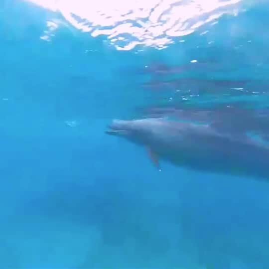 【公式】ルネッサンスリゾートオキナワのグルメインスタ