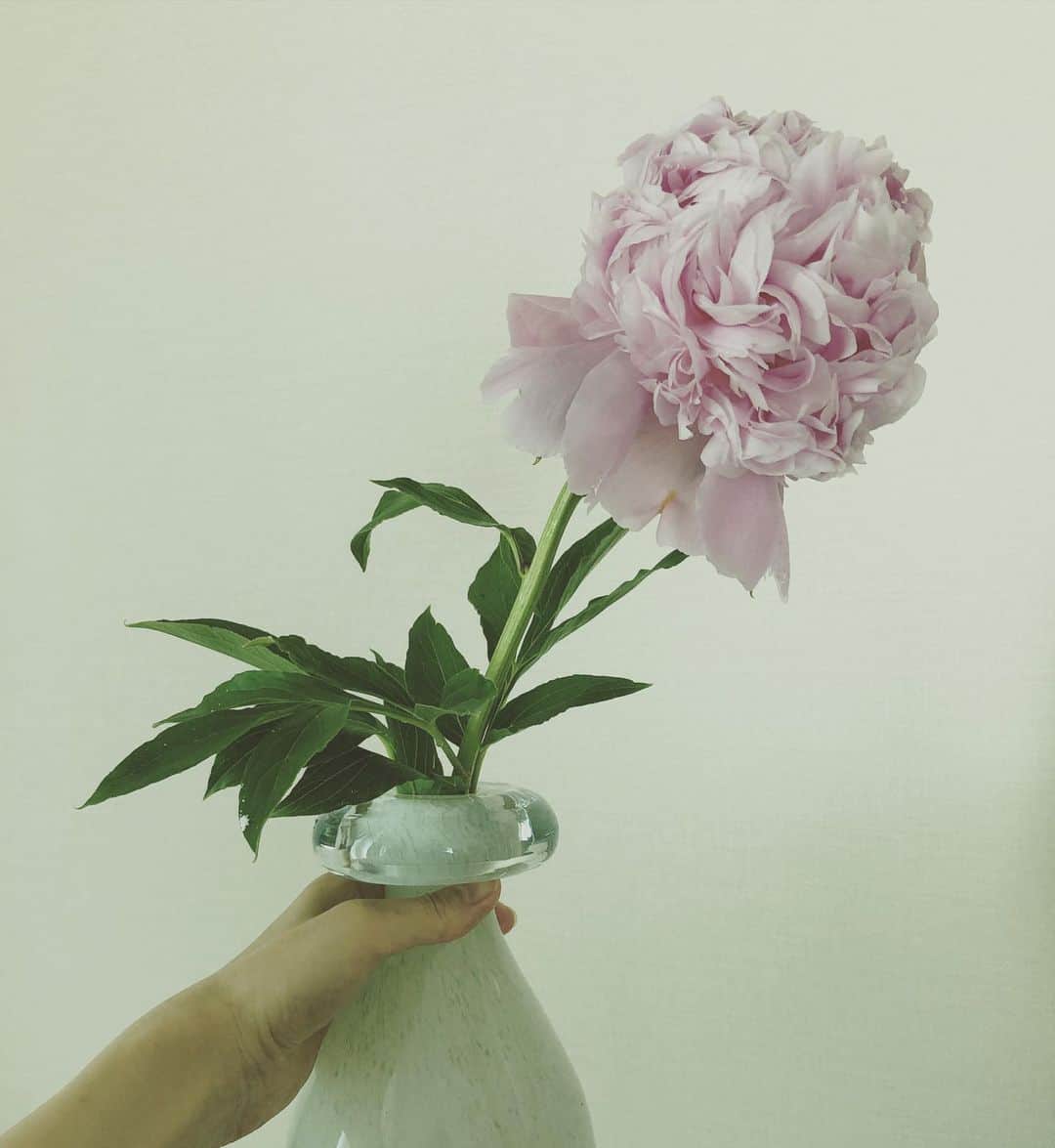 笛木優子さんのインスタグラム写真 - (笛木優子Instagram)「シャクヤクの花言葉は「恥じらい」「はにかみ」「謙遜」という意味みたいです。 1輪だけでも存在感があって、美しい。  好きなお花の1つです。」5月21日 14時47分 - yukofuekiyumin