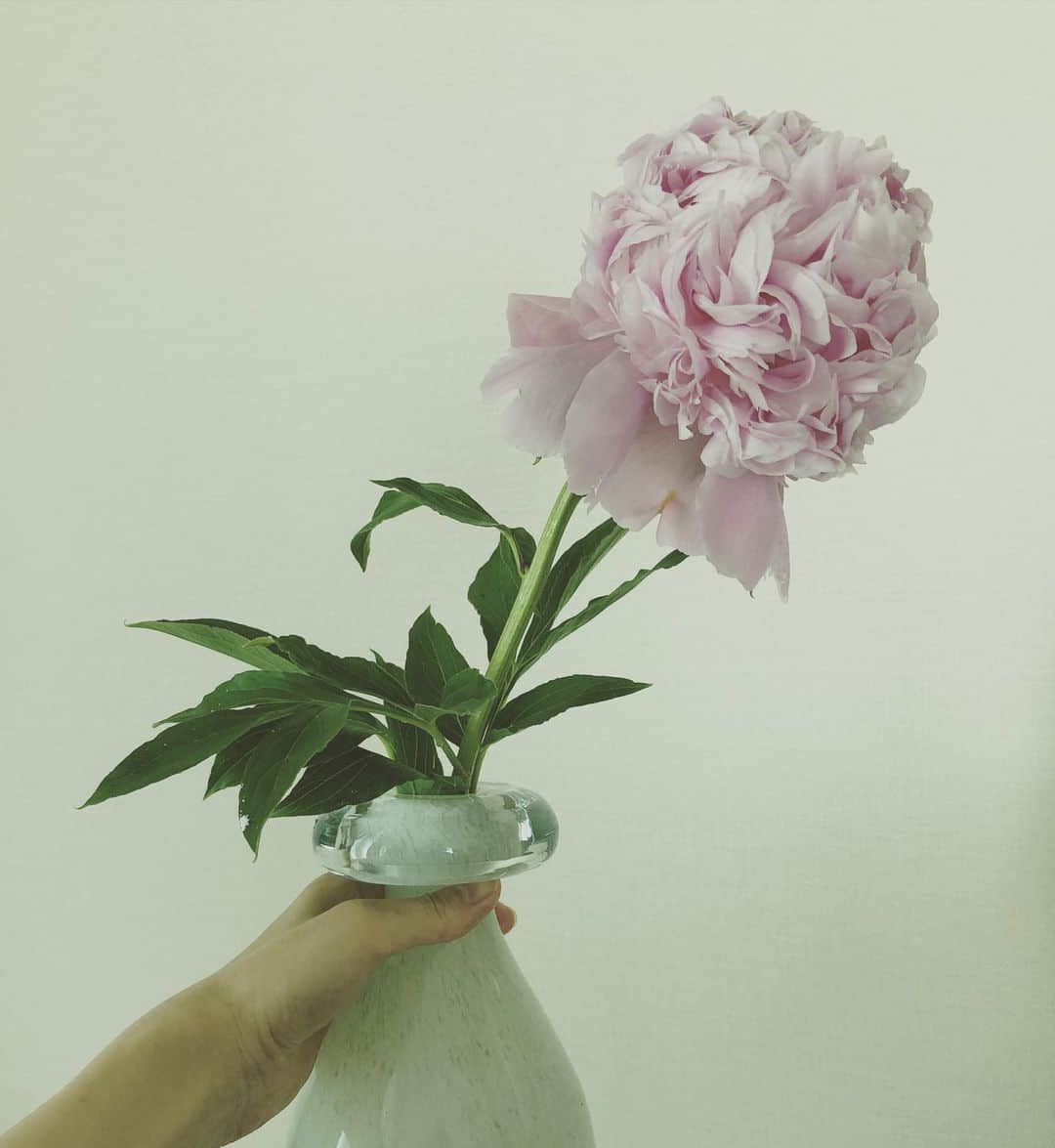 笛木優子のインスタグラム：「シャクヤクの花言葉は「恥じらい」「はにかみ」「謙遜」という意味みたいです。 1輪だけでも存在感があって、美しい。  好きなお花の1つです。」