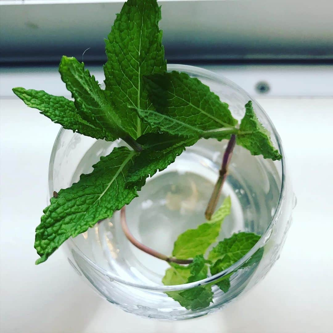 田中卓志さんのインスタグラム写真 - (田中卓志Instagram)「スーパーで買ったミントの余り🌱 水に入れて4日で、根っこが出てきた。 もうちょいしたら鉢に移植かなぁ。  #根っこ  #ミント #アンガールズ田中」5月21日 14時50分 - ungirls_tanaka