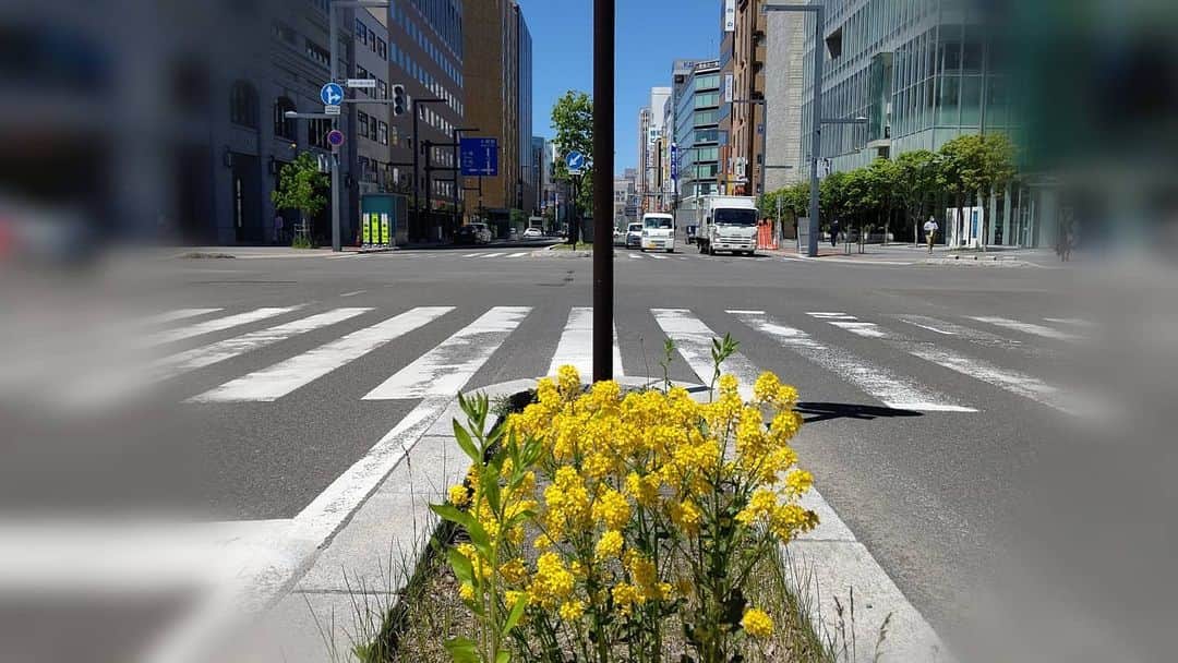 北海道放送「今日ドキッ!」さんのインスタグラム写真 - (北海道放送「今日ドキッ!」Instagram)「天気担当Ｓです。  きょうの札幌はいい天気😊 ライラックと新緑で 癒されます🍀 そんな中、また見つけてしまいました(*´-`) 大通公園の３丁目と４丁目の間、駅前通りの中央分離帯に、ここだけ咲いていました。  菜の花のよーな… 違うよーな…🤔 にしても、 こんなとこで…😅 #カラシナ かも #そらリサーチ で写真募集中 #今日ドキッライフ で検索」5月21日 14時51分 - hbc_kyodoki