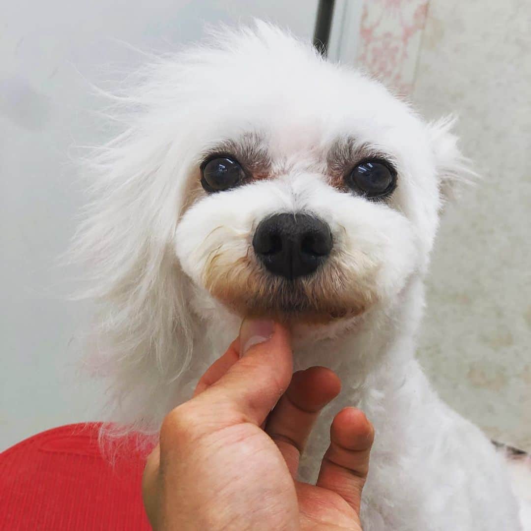 BLADeのインスタグラム：「﻿ ﻿ 本日の🐶✂️﻿ ﻿ ﻿ ﻿ ☆☆☆☆☆☆☆☆☆☆☆☆☆☆☆☆☆﻿ 優しくトリミングさせて頂きます😌﻿ ご来店、お問い合わせお待ちしています‼️﻿ ドッグビューティーサロンELLE ﻿ 06-6431-3838﻿ ☆☆☆☆☆☆☆☆☆☆☆☆☆☆☆☆☆﻿ ﻿ ■■■■■■■■■■■■■■■■■■■﻿ 🌟YouTubeはじました🌟　﻿ プロフィールリンクから見てみてください😉 ﻿ ■■■■■■■■■■■■■■■■■■■﻿ ﻿ #トリマー #trimmer #グルーマー #instadog #dogstagram #슈나우저 #トリミング #ブレちゃん #BOKUMO取扱店 #훈육미용　#긍정미용사  #훈육미용사 #긍정미용사 #훈육미용사 #남자애견미용사 #애견미용사 #애견미용 #펫스타일리스트 #강아지미용  #petgrooming #doggrooming #優しいトリミング #ビション」