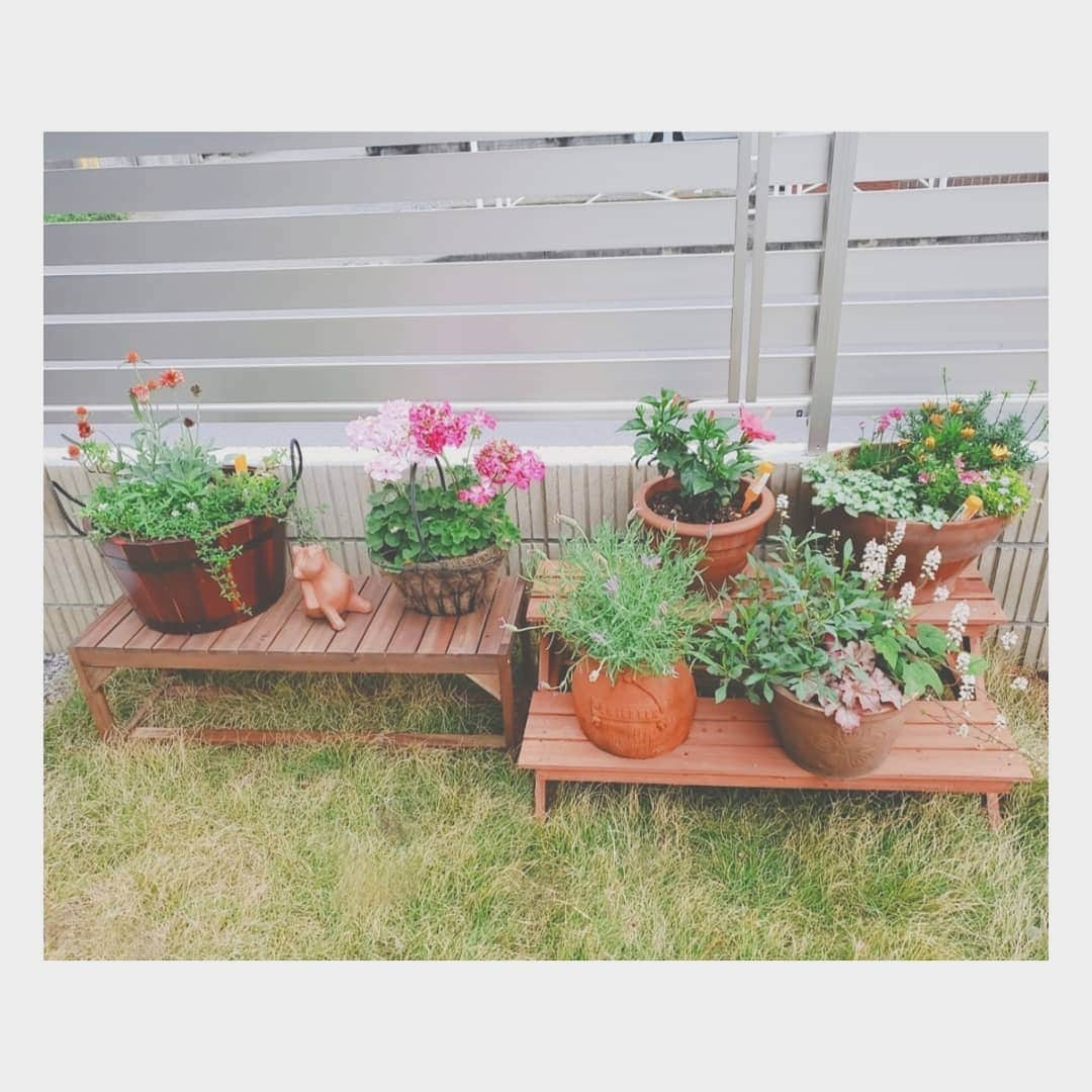 坂本詩緒里さんのインスタグラム写真 - (坂本詩緒里Instagram)「最近雨ばかりでお花達が腐らないか心配☔ オリーブ用の肥料買ってみた💡 元気に育ちますように！  #お花のある暮らし  #花壇 #庭 #ガーデニング #肥料 #オリーブの木 #花 #木 #オリーブ #庭のお手入れ #garden #flower #gardening #gardenlife」5月21日 16時05分 - jpba529