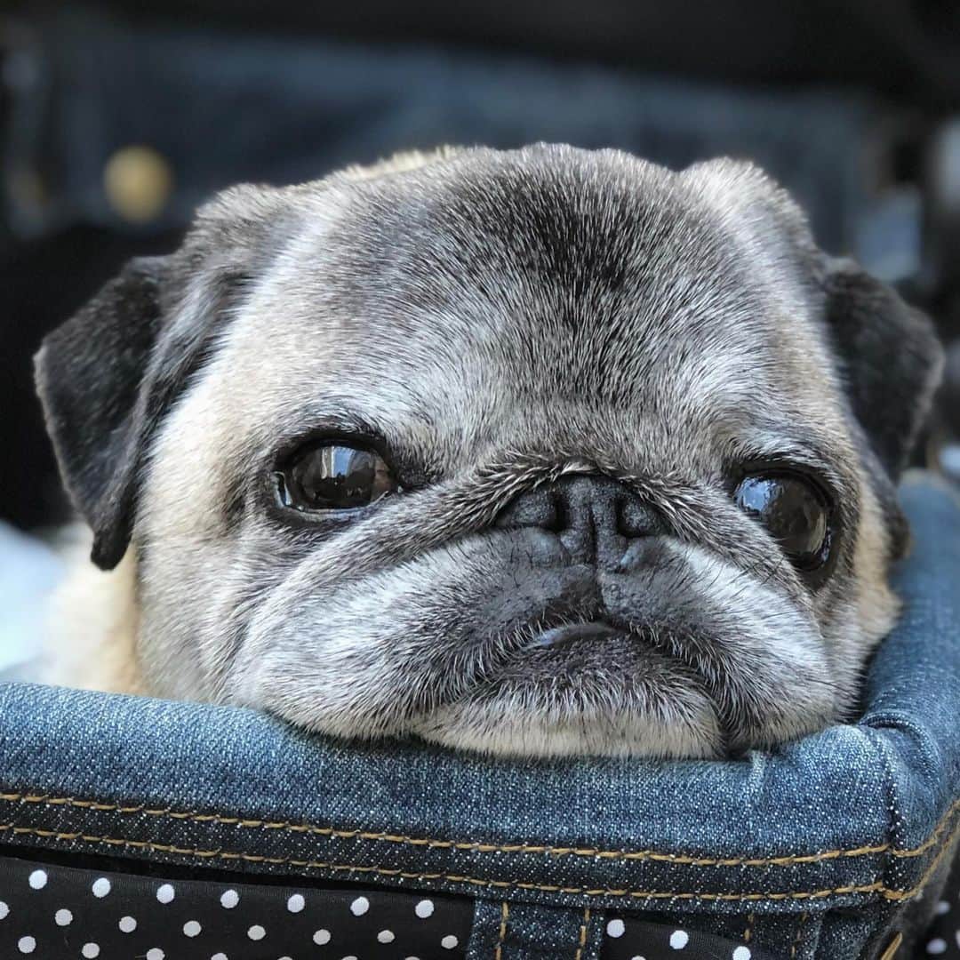 八兵衛のインスタグラム：「Hachibei 🐶 * * * 沈みそう。 * *  #ほぼ黒パグ #おじいちゃん犬 #pug #puggy #puglife #puglove #petstagram #pugstagram #pugsofinstagram #pugs #dog #ふわもこ部  @igersjp #IGersJP #east_dog_japan #pecoイヌ部 #八兵衛 #はちべえ #朝ワンコ夕ニャンコ @mothercart__official」