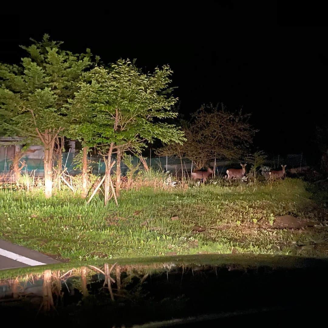 YOSHIROTTENのインスタグラム：「🦌🦌🦌」