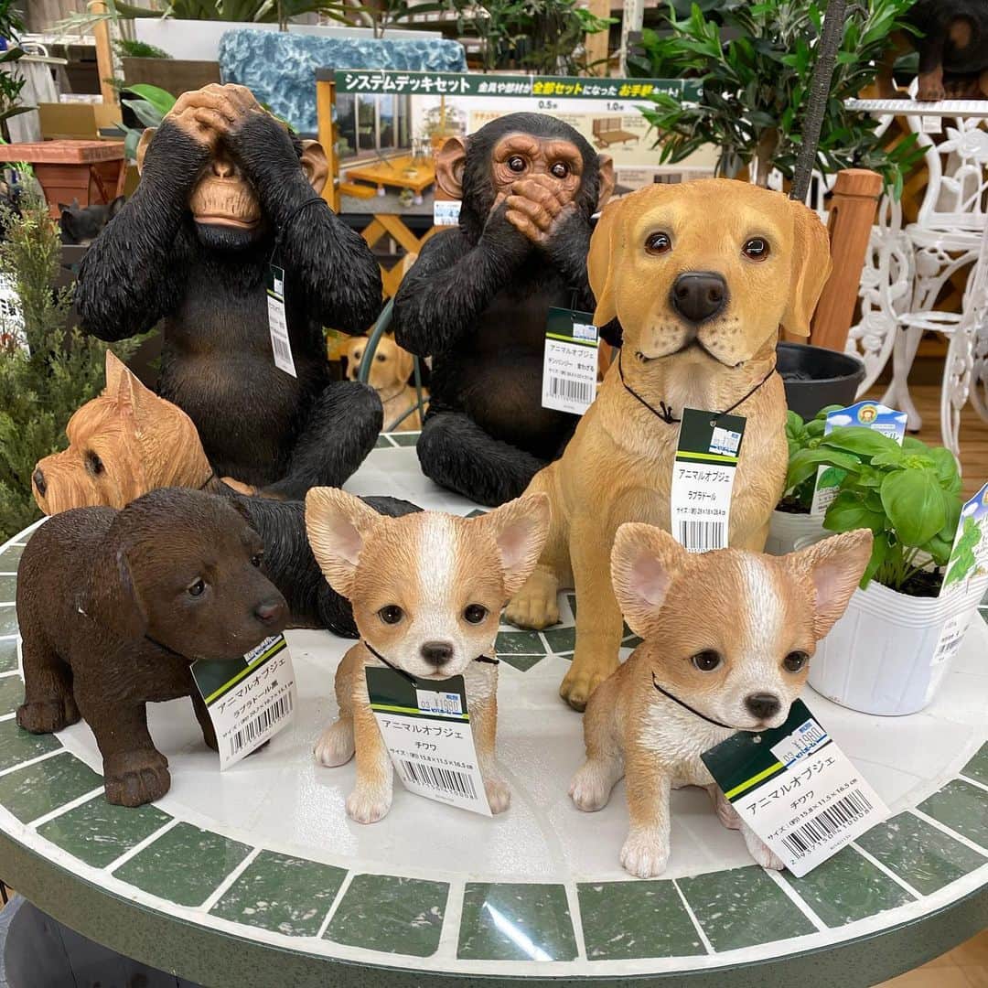 五箇公貴のインスタグラム：「家の近くに動物園発見。 #ビバホーム」
