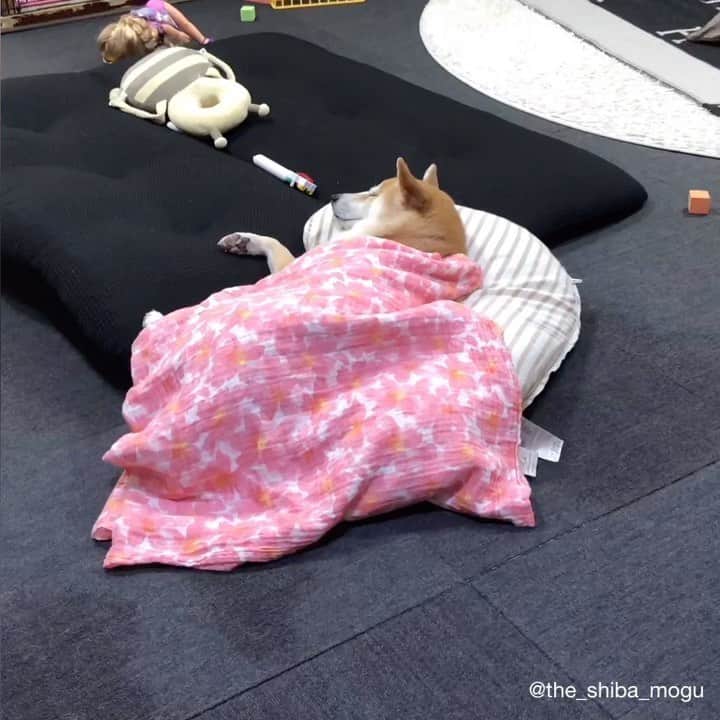 Moguのインスタグラム：「. 今日は寒いからベビ子分のおくるみを使うなの。 #謎の子守唄付き #えアイマスクのつもりかなグラサン #標的がベビ子分にかわり安心してまどろむもぐちゃん #柴犬と授乳クッション #子分のものはもぐのもの 👧Slumber, slumber, keep your eyes closed. You are getting sleepy, aren't you? . @the_shiba_mogu  #柴犬 #shibainu #shiba#赤柴 #redshiba#犬 #dog#しばいぬ#nannydog#犬と子供#子供と犬#柴犬と子供#柴#赤ちゃんと犬#犬と赤ちゃん#柴犬と赤ちゃん#赤ちゃんと柴犬#柴犬のいる暮らし#子守犬」