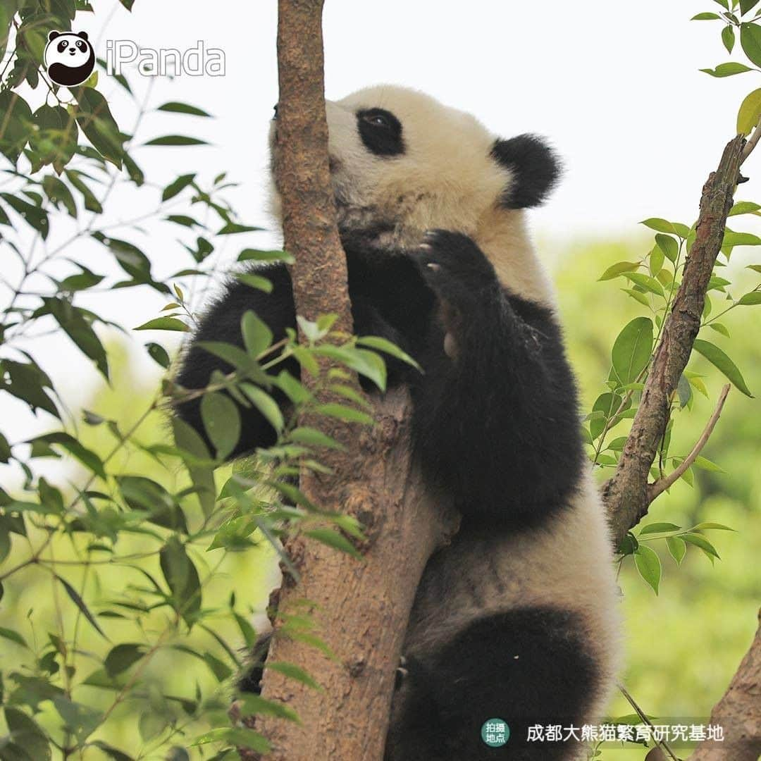 iPandaさんのインスタグラム写真 - (iPandaInstagram)「Look, there is a ripe panda fruit! Does anyone wanna pick it? (Ji Xiao) 🐼 🐾 🐼 #panda #ipanda #animal #pet #adorable #China #travel #pandababy #cute #photooftheday #Sichuan #cutepanda #animalphotography #cuteness #cutenessoverload」5月21日 17時14分 - ipandachannel