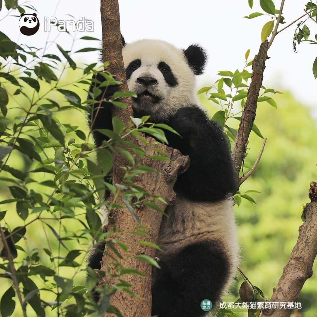 iPandaさんのインスタグラム写真 - (iPandaInstagram)「Look, there is a ripe panda fruit! Does anyone wanna pick it? (Ji Xiao) 🐼 🐾 🐼 #panda #ipanda #animal #pet #adorable #China #travel #pandababy #cute #photooftheday #Sichuan #cutepanda #animalphotography #cuteness #cutenessoverload」5月21日 17時14分 - ipandachannel