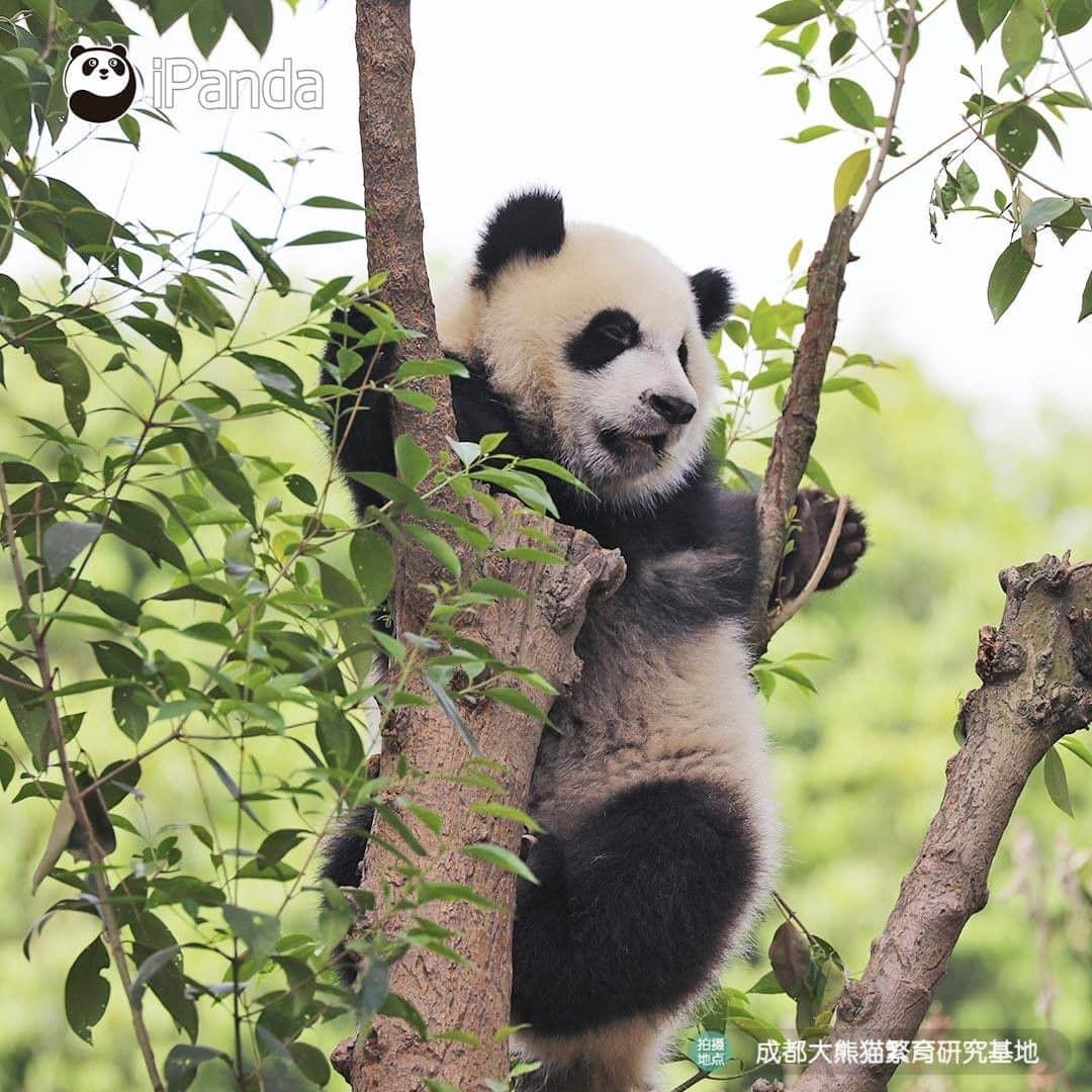 iPandaさんのインスタグラム写真 - (iPandaInstagram)「Look, there is a ripe panda fruit! Does anyone wanna pick it? (Ji Xiao) 🐼 🐾 🐼 #panda #ipanda #animal #pet #adorable #China #travel #pandababy #cute #photooftheday #Sichuan #cutepanda #animalphotography #cuteness #cutenessoverload」5月21日 17時14分 - ipandachannel