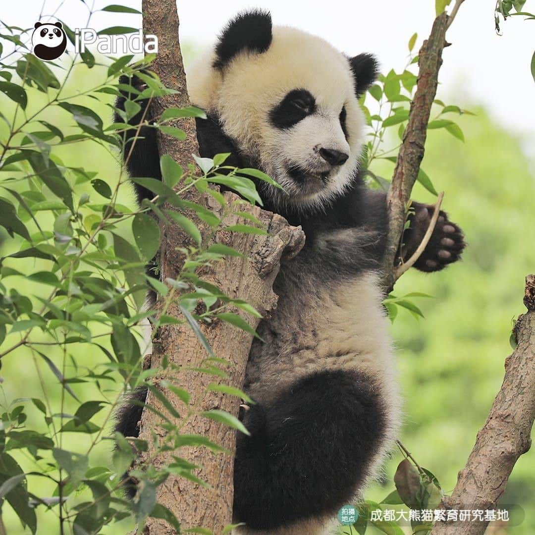 iPandaさんのインスタグラム写真 - (iPandaInstagram)「Look, there is a ripe panda fruit! Does anyone wanna pick it? (Ji Xiao) 🐼 🐾 🐼 #panda #ipanda #animal #pet #adorable #China #travel #pandababy #cute #photooftheday #Sichuan #cutepanda #animalphotography #cuteness #cutenessoverload」5月21日 17時14分 - ipandachannel