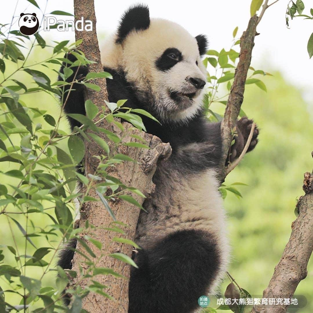 iPandaさんのインスタグラム写真 - (iPandaInstagram)「Look, there is a ripe panda fruit! Does anyone wanna pick it? (Ji Xiao) 🐼 🐾 🐼 #panda #ipanda #animal #pet #adorable #China #travel #pandababy #cute #photooftheday #Sichuan #cutepanda #animalphotography #cuteness #cutenessoverload」5月21日 17時14分 - ipandachannel