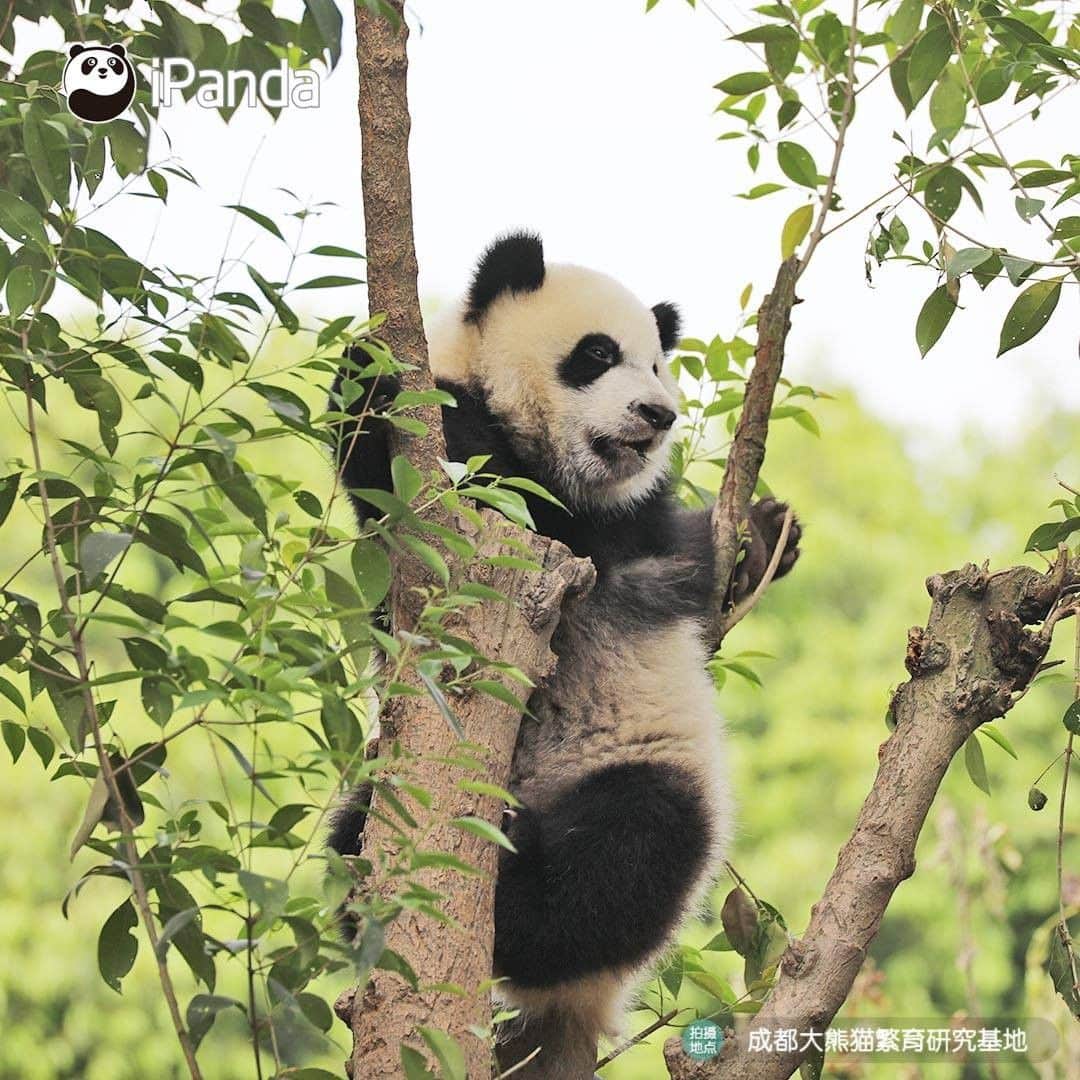 iPandaさんのインスタグラム写真 - (iPandaInstagram)「Look, there is a ripe panda fruit! Does anyone wanna pick it? (Ji Xiao) 🐼 🐾 🐼 #panda #ipanda #animal #pet #adorable #China #travel #pandababy #cute #photooftheday #Sichuan #cutepanda #animalphotography #cuteness #cutenessoverload」5月21日 17時14分 - ipandachannel