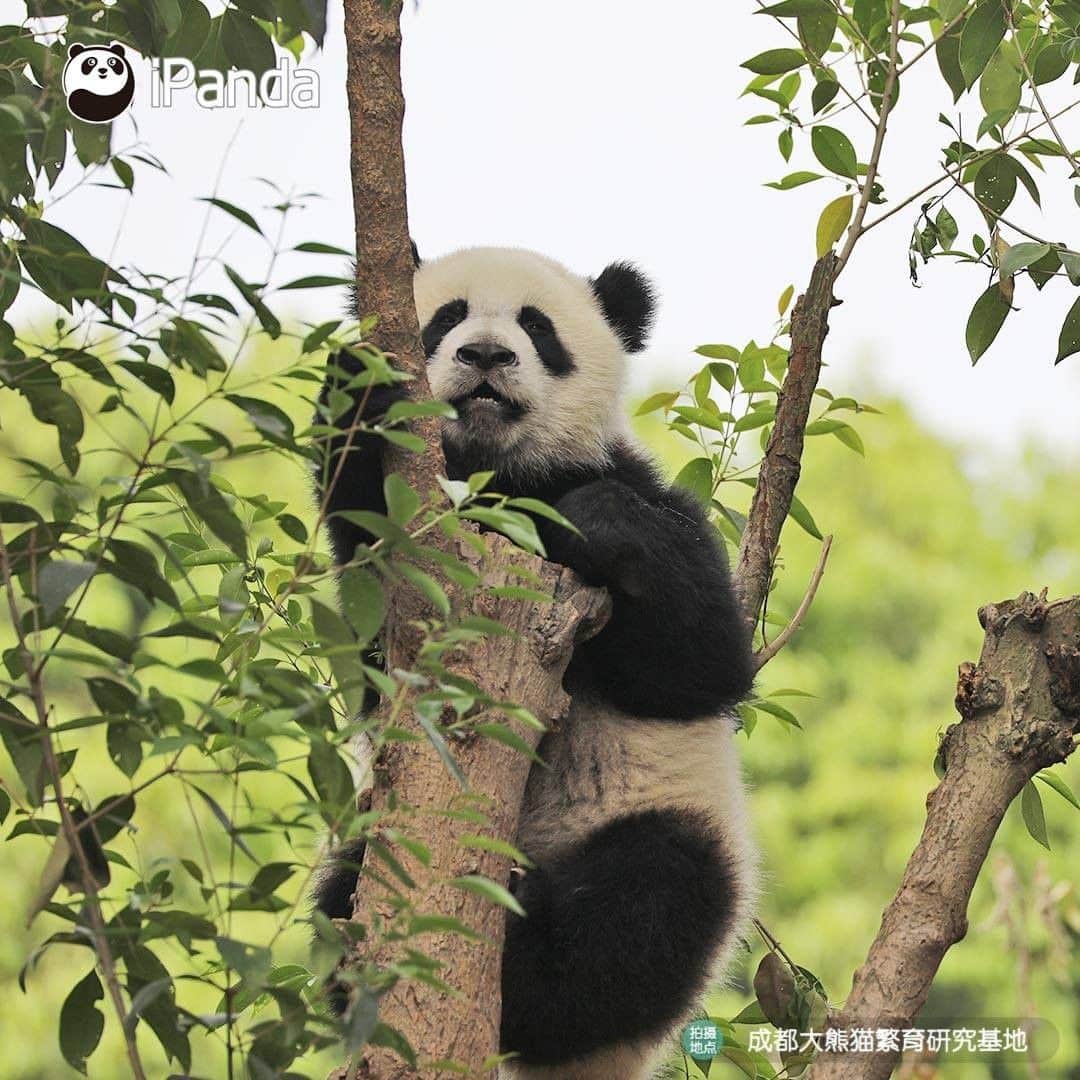 iPandaさんのインスタグラム写真 - (iPandaInstagram)「Look, there is a ripe panda fruit! Does anyone wanna pick it? (Ji Xiao) 🐼 🐾 🐼 #panda #ipanda #animal #pet #adorable #China #travel #pandababy #cute #photooftheday #Sichuan #cutepanda #animalphotography #cuteness #cutenessoverload」5月21日 17時14分 - ipandachannel