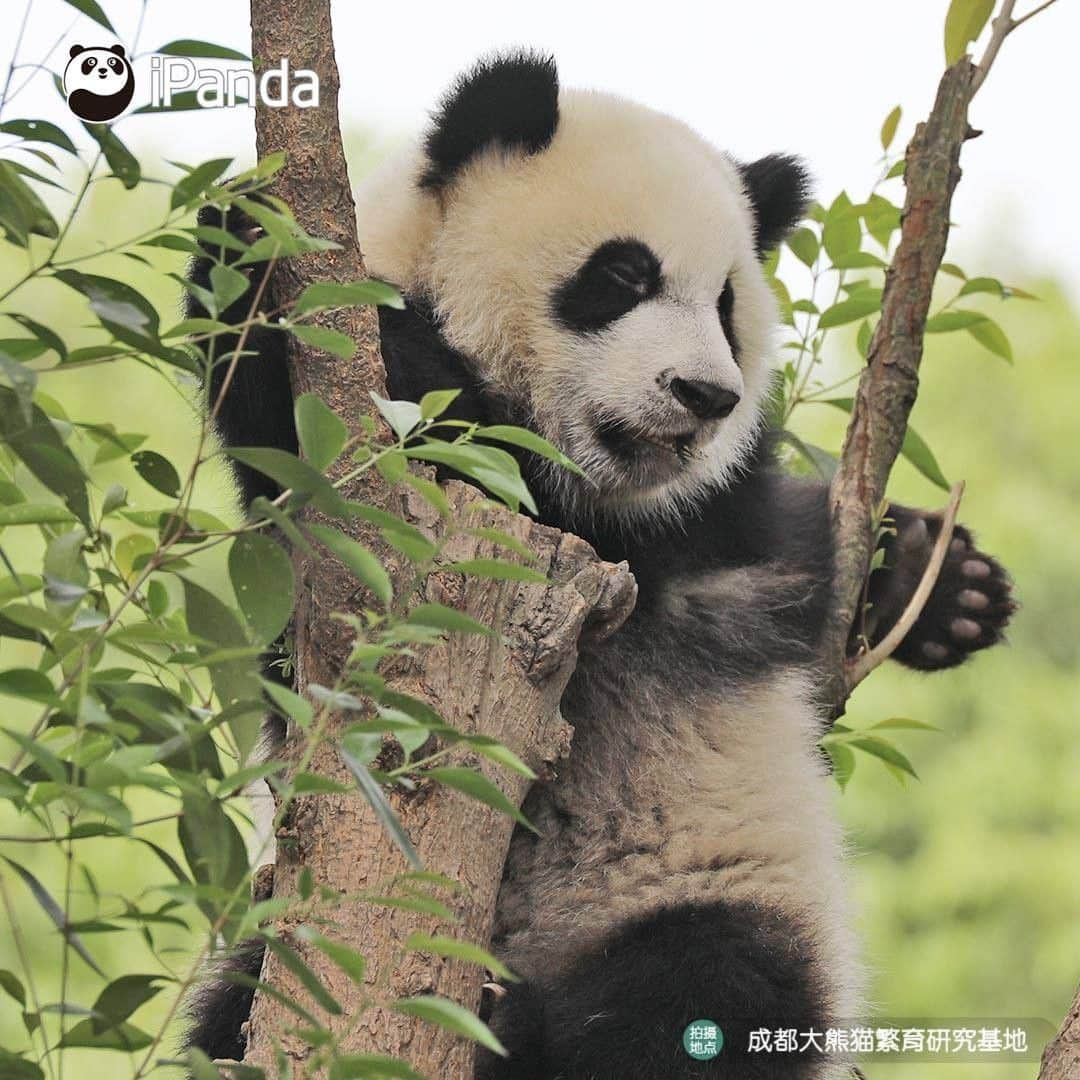 iPandaさんのインスタグラム写真 - (iPandaInstagram)「Look, there is a ripe panda fruit! Does anyone wanna pick it? (Ji Xiao) 🐼 🐾 🐼 #panda #ipanda #animal #pet #adorable #China #travel #pandababy #cute #photooftheday #Sichuan #cutepanda #animalphotography #cuteness #cutenessoverload」5月21日 17時14分 - ipandachannel