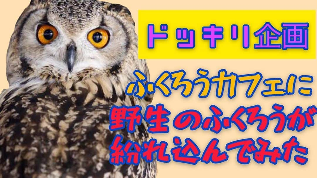 サカモト'sさんのインスタグラム写真 - (サカモト'sInstagram)「#フクロウYouTuber #そんな時代よ #不苦労チャンネル #フクロウの #トリ #モク #2人組YouTuber #漢字の梟から来てる #鳥と木で #トリとモク #フクロウを肩に乗せてる人あるあるとか #美味しい冷凍ネズミ紹介とかしてる」5月21日 17時16分 - sakamotoss